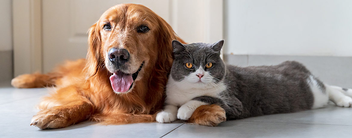 Die Tierkrankenversicherung übernimmt die Kosten der Tierarztbehandlung