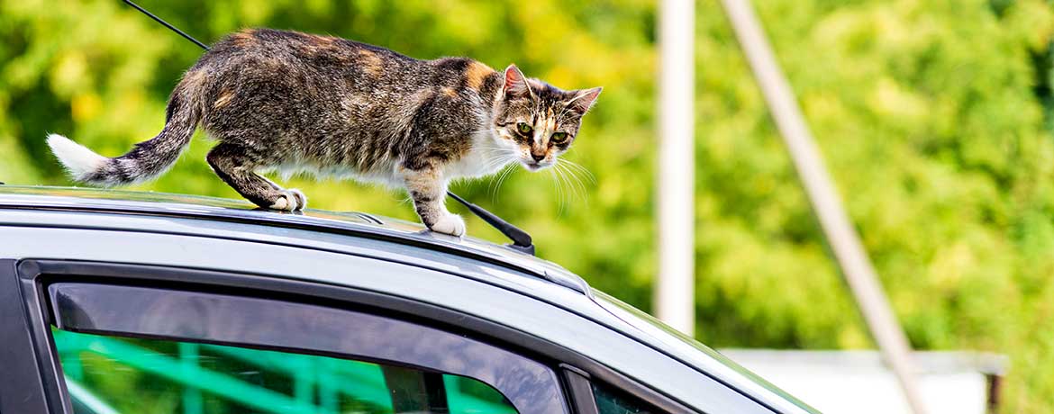 Eine Katze läuft auf einem Autodach entlang