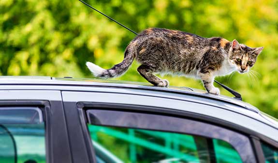 Eine Katze läuft auf einem Autodach entlang
