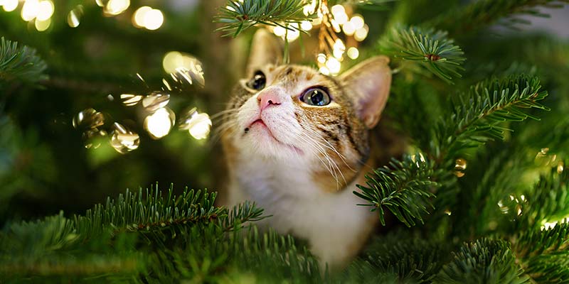 Katze sitzt im Weihnachtsbaum mit Lichterkette