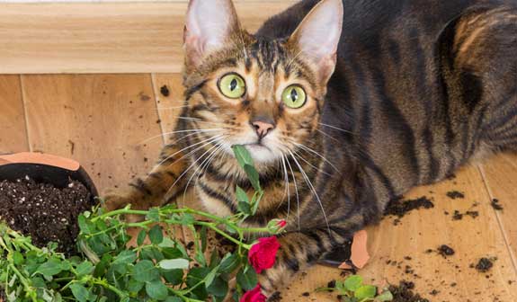 Katze zerstört Blumentopf