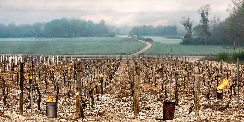 Frostschutz am Weinberg um Frostschäden bei Weinreben zu verhindern