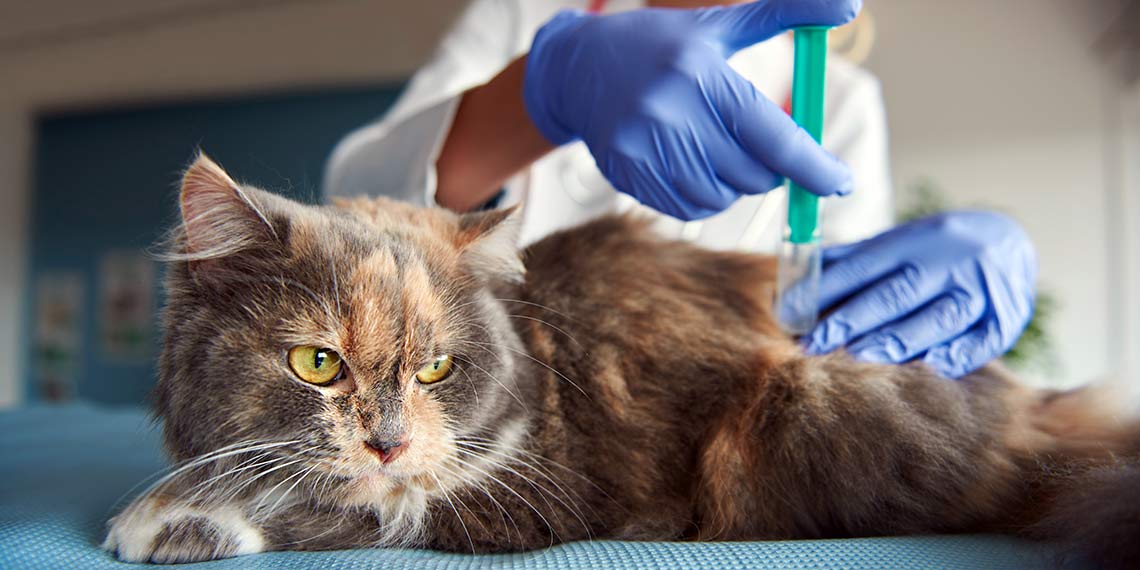 Katze bekommt eine Spritze vom Tierarzt