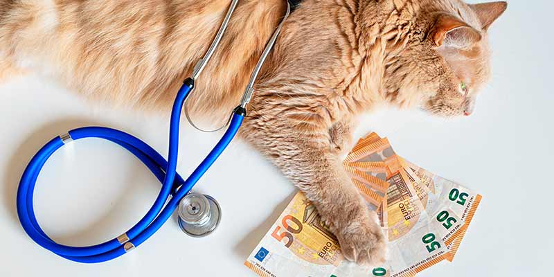 Katze liegt mit Stethoskop und 50 Euro-Banknoten unter den Pfoten