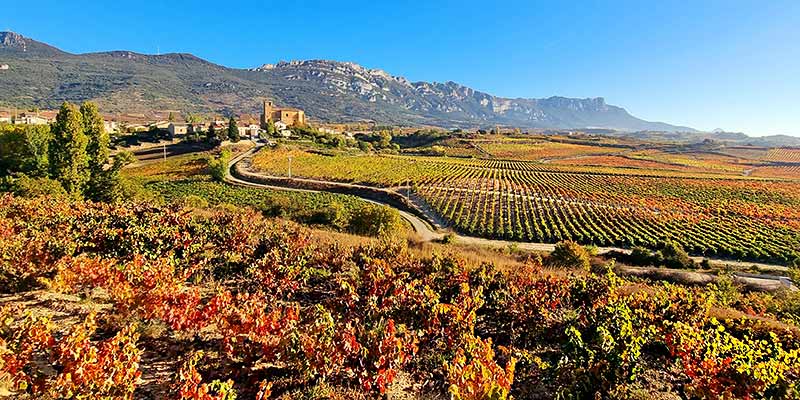 Spanische Rebsorten in den spanischen Weinfeldern im Sommer