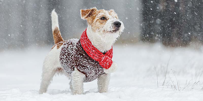 Kleiner Hund im Pullover steht im Schnee