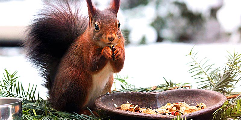 Eichhörnchen im Winter sitzt an Futterschale