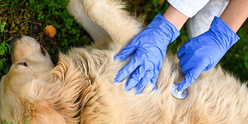 Ein Golden Retriever wird von einem Tierarzt untersucht