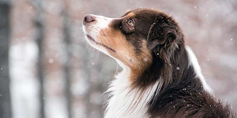 Seitenprofil vom Hund im Schnee