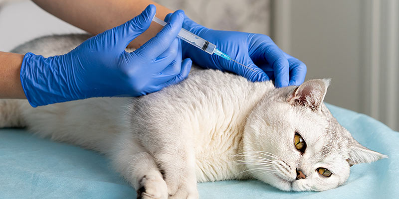 Katze bekommt eine Spritze vom Tierarzt