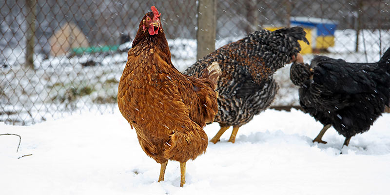 Hühner stehen draußen im Schnee