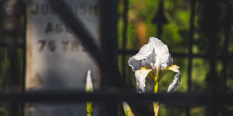 Grabstein und Blume auf Friedhof