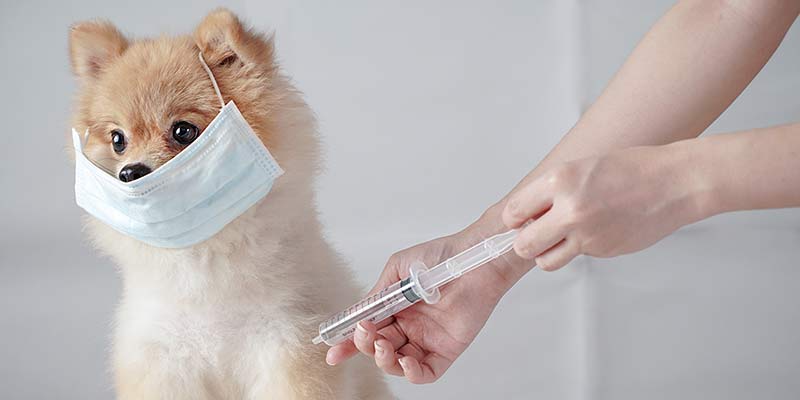 Impfung als Zeckenschutz für den Hund
