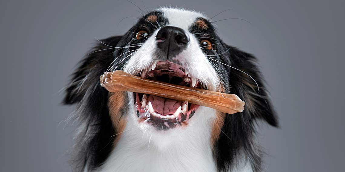 Hund mit Kauknochen im Mund