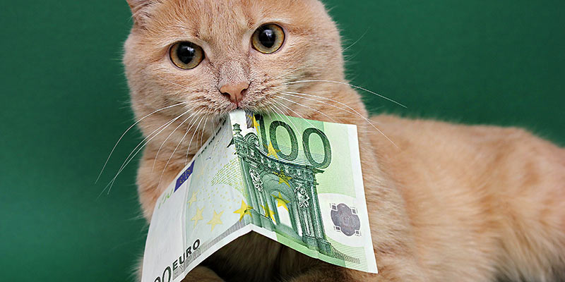 Orange Katze mit Geldschein im Mund