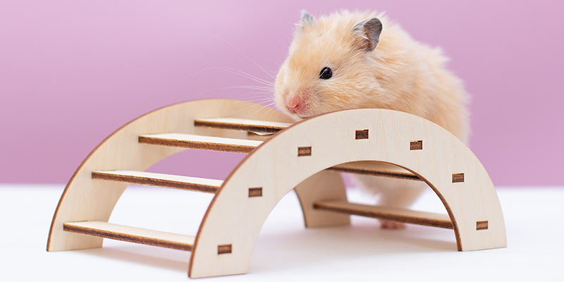 Hamster auf einem Spielgerüst