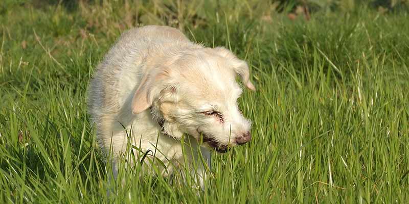 Hund frisst Gras auf einer Wiese
