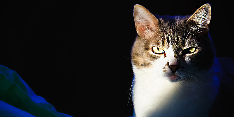 Katze guckt böse im Dunkeln