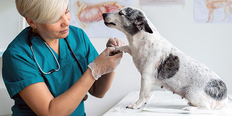 Tierärztin behandelt Hund auf einen Tisch