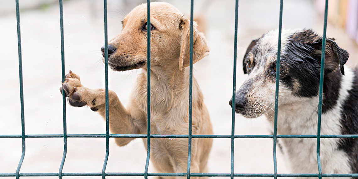 Zwei Hunde sitzen hinter einem Zaun