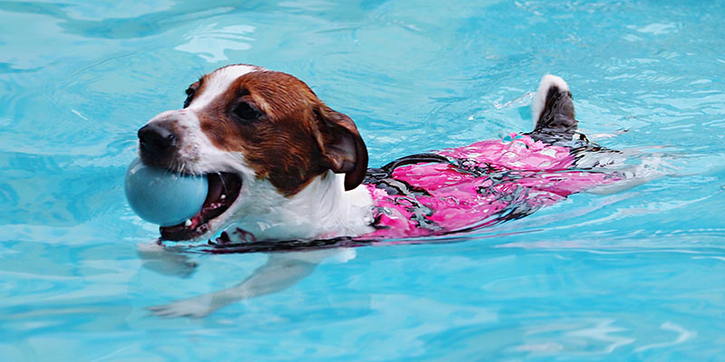 Hund schwimmt mit Schwimmweste und Ball