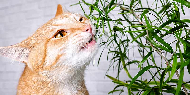 Katze knabbert an Pflanze