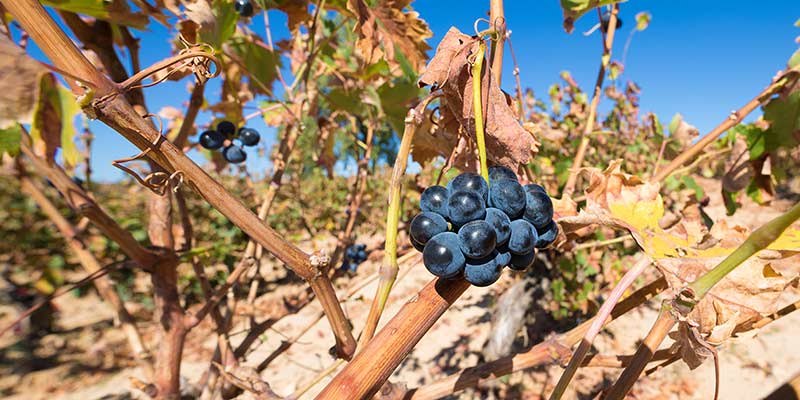Trockene Weinrebe durch Klimawandel