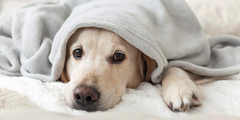 Trauriger Hund verkriecht sich unter einer Decke