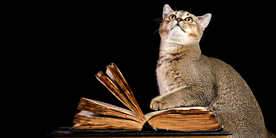 Katze sitzt auf einem Buch vor dunklem Hintergrund