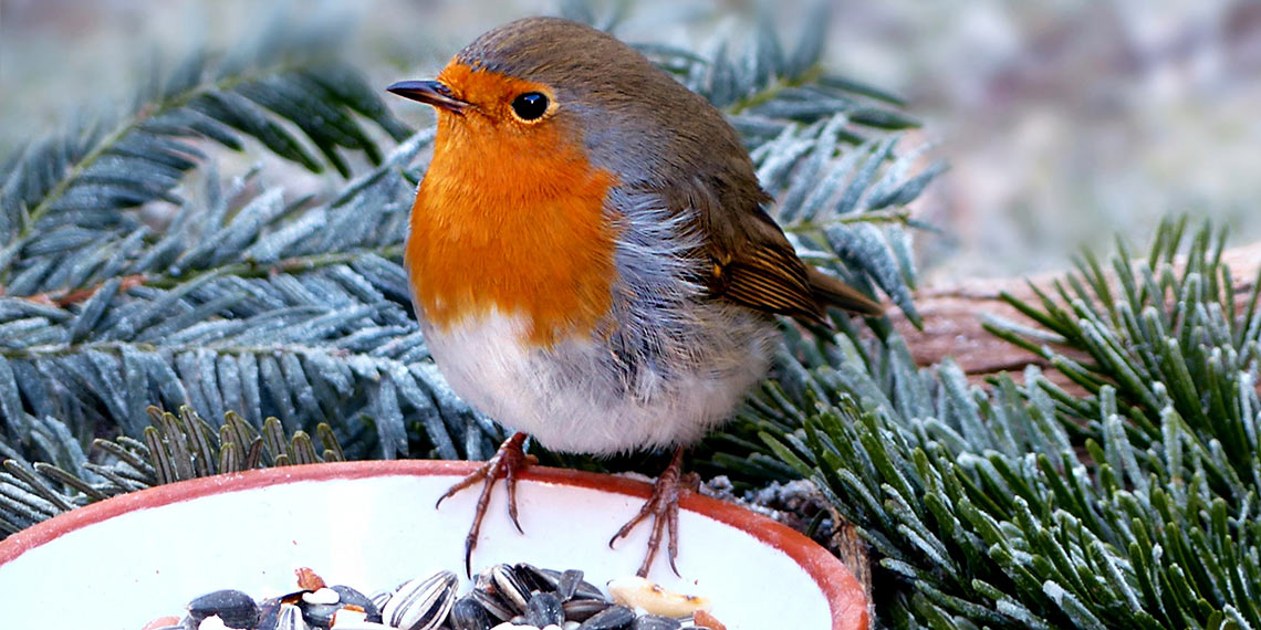 Rotkehlchen im Winter sitzt an Futterschale