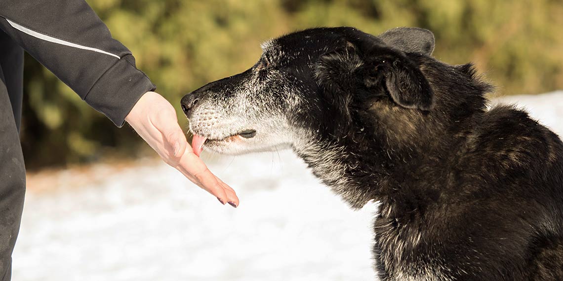 Hund leckt Hand vom Menschen ab
