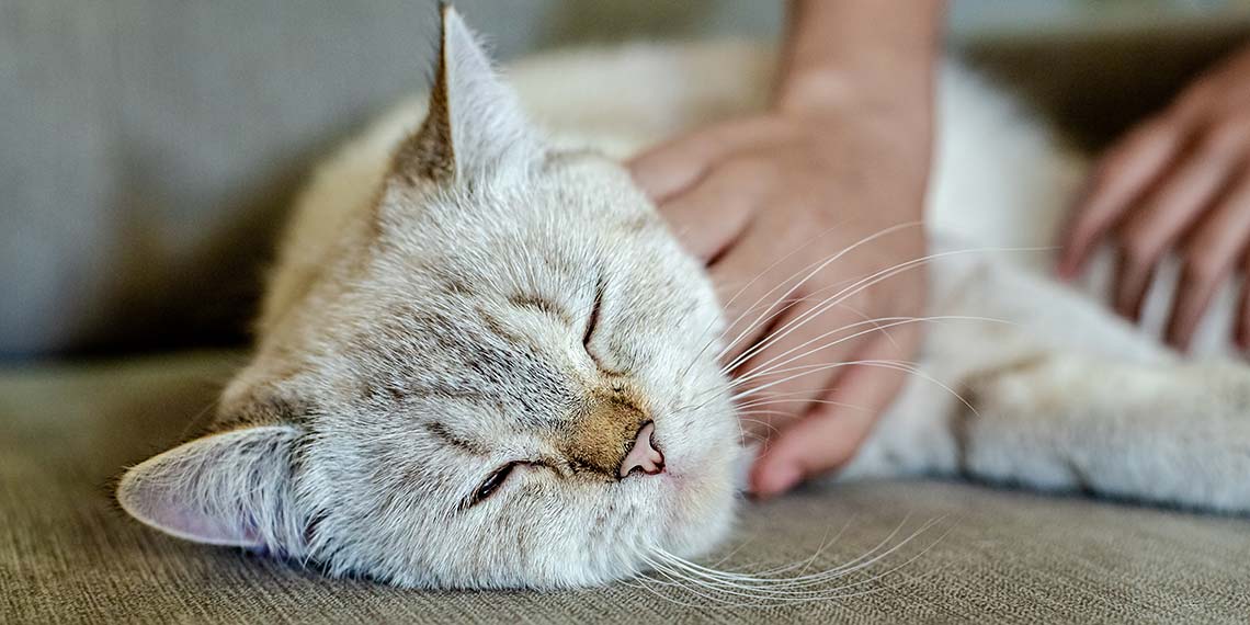 Katze wird im liegen gestreichelt