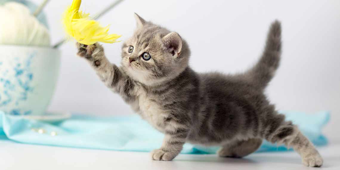 Ein junges Kätzchen spielt mit einem Federspielzeug
