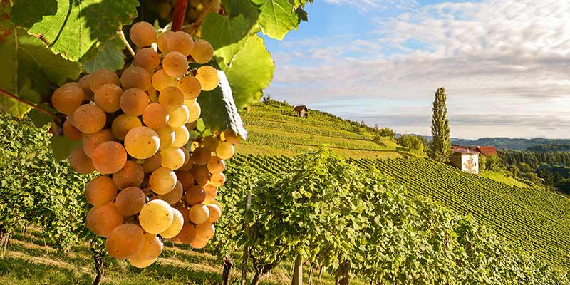 Weintrauben am Weinberg bei schönem Wetter