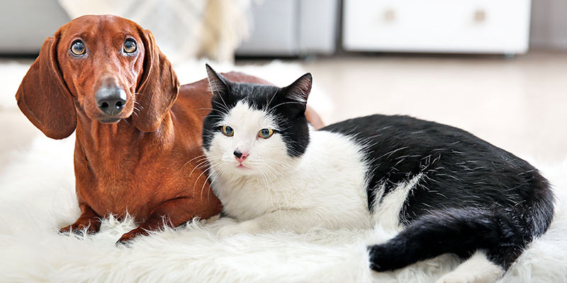 Hund und Katze sitzen auf einem Teppich