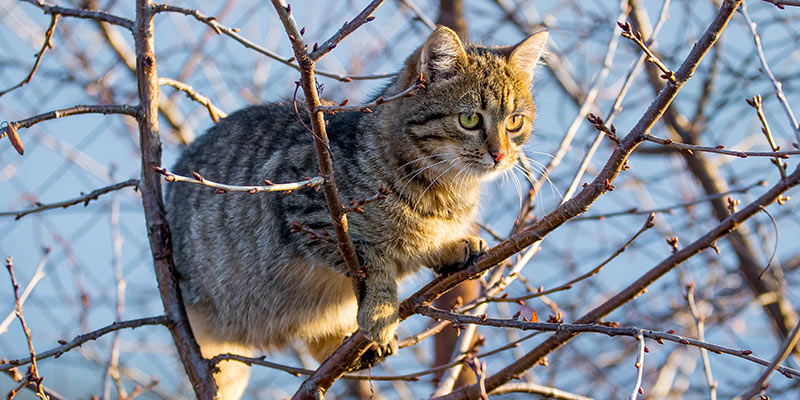 Katze sitzt auf Baum