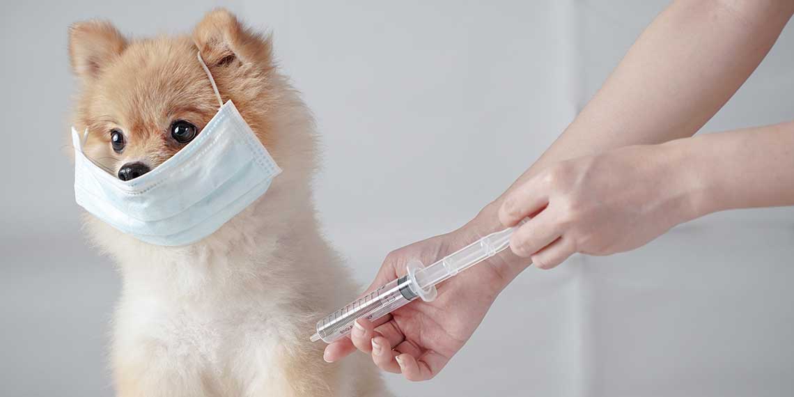 Impfung als Zeckenschutz für den Hund