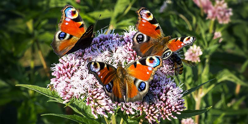 Schmetterlinge und Biene sitzen auf einer Wildblume