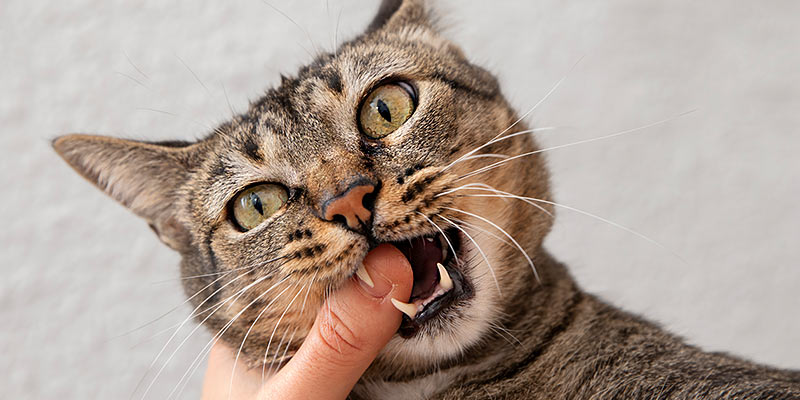 Porträt einer Katze mit Finger im Mund