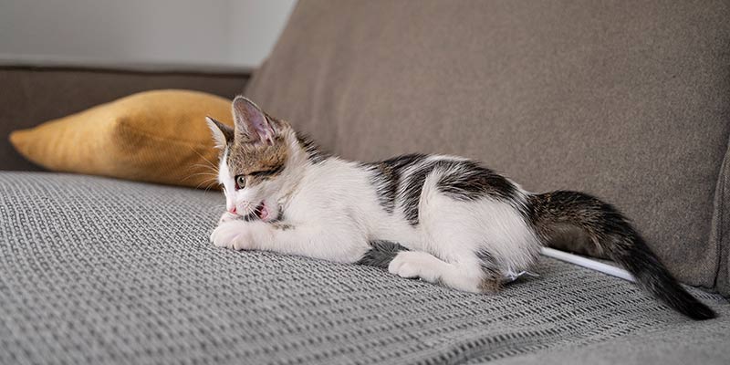 Junge Katze liegt auf Sofa