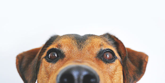 Neugieriger Hund blickt in die Kamera