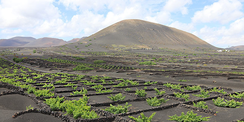 Weinreben liegen am Fuße eines Vulkans auf Lanzarote