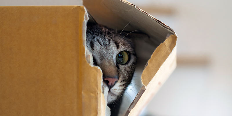 Katze guckt aus einem Karton