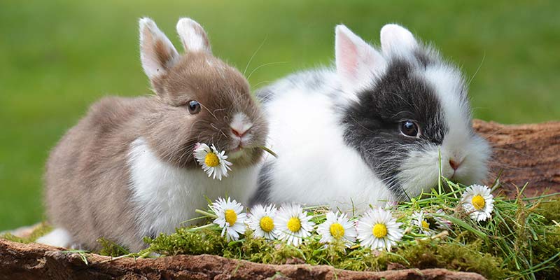 Zwei Kaninchen im Garten mit Gänseblümchen