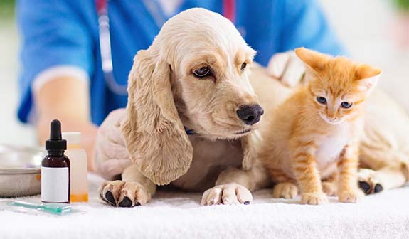 Beste Versorgung beim Tierarzt - Eine Tierkrankenversicherung fängt diese Kosten auf.