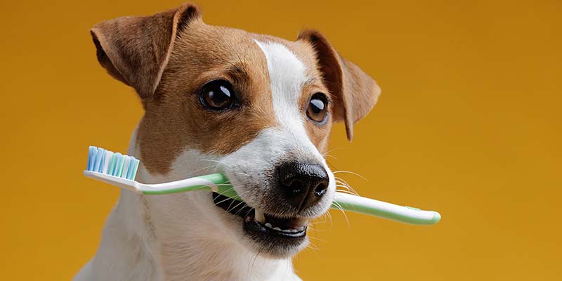 Kleiner Hund mit Zahnbürste im Mund