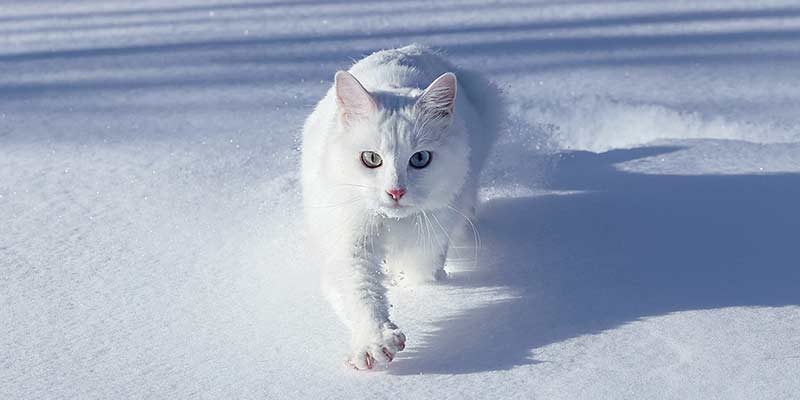 Weiße Katze läuft im Schnee