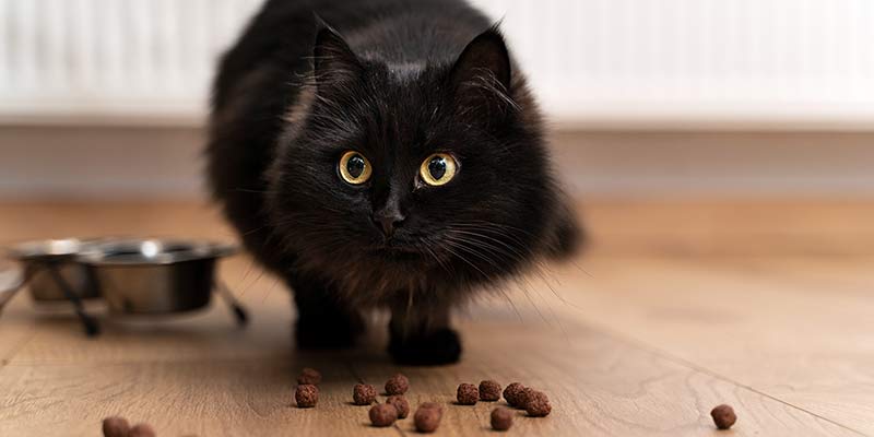Katze sitzt vor Trockenfutter auf dem Boden