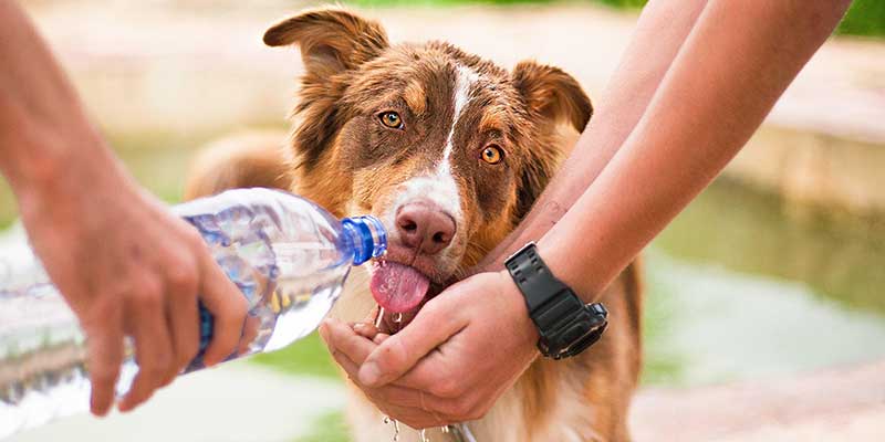 Menschen helfen Hund beim Trinken im Sommer
