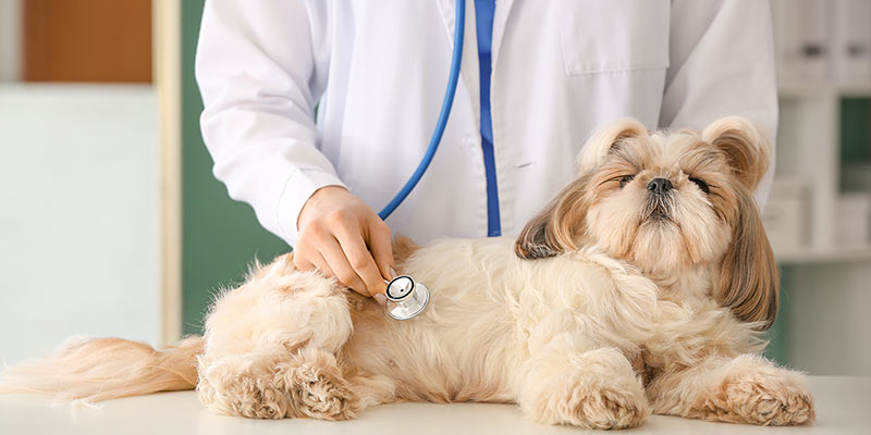 Tierarzt untersucht Hund nach Krankheiten